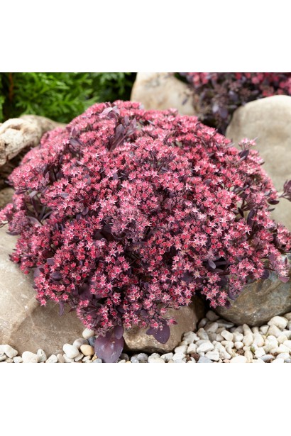 Очиток Плам Даззл фіолетовий